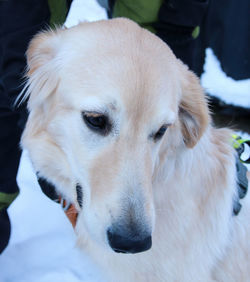 Close-up portrait of dog relaxing outdoors