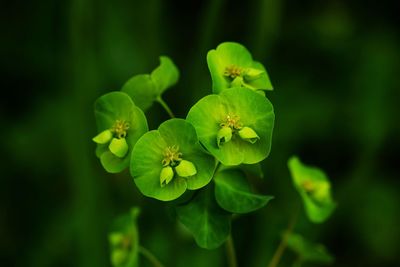 Close-up of flowering plant