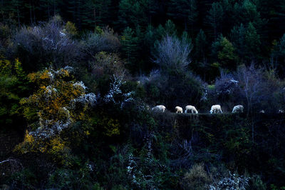 Flock of sheep on tree