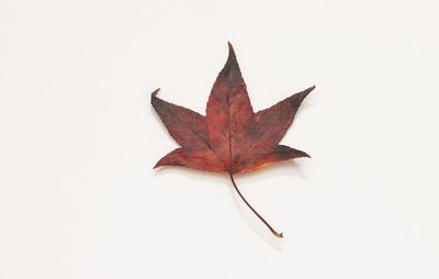 Close-up of maple leaf on white background