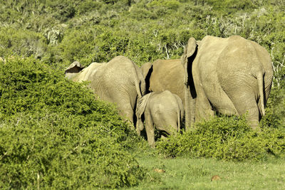 Scenic view of elephant on field