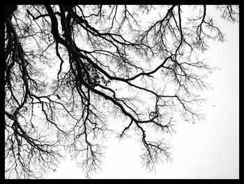 Low angle view of bare trees