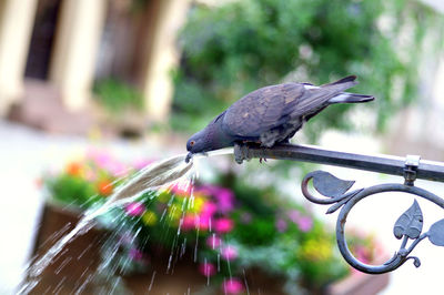 Close-up of bird perching on metal