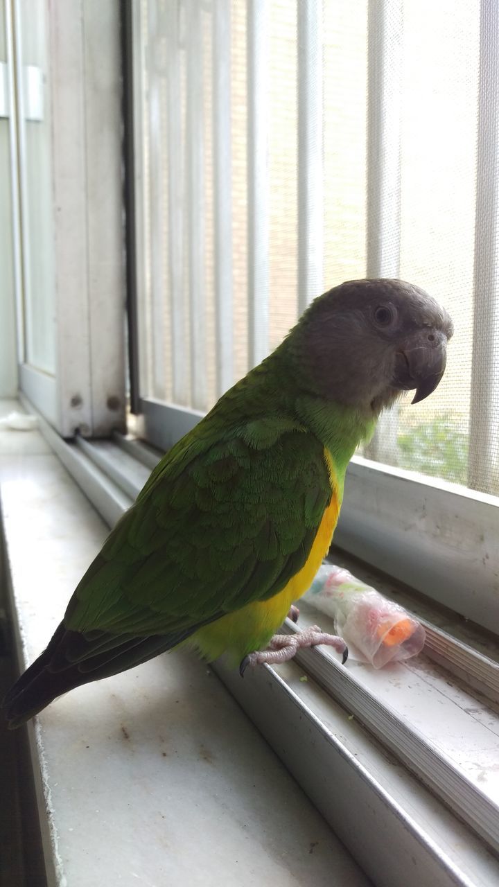 CLOSE-UP OF PARROT PERCHING ON WINDOW