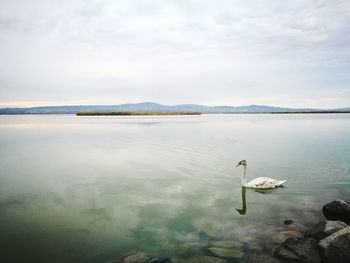 Swan swimming in lake against sky