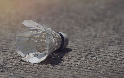 Close-up of feather on table