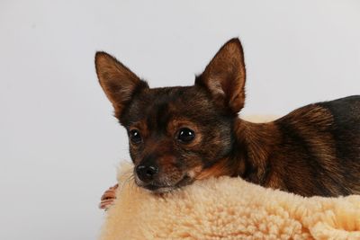 Close-up of a dog over white background