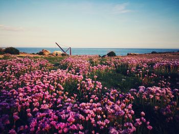 Flowering plants by sea against sky