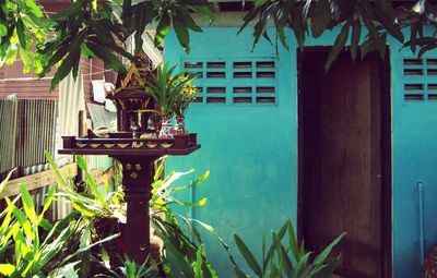 Potted plants outside house