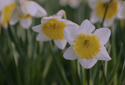 Close-up of white flowering plants