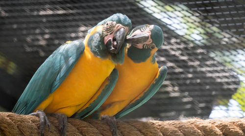 Close-up of parrot perching in a zoo