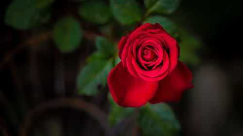Close-up of red rose blooming outdoors