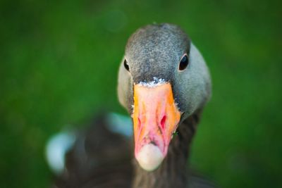 Close-up of swan