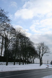 Trees against sky during winter