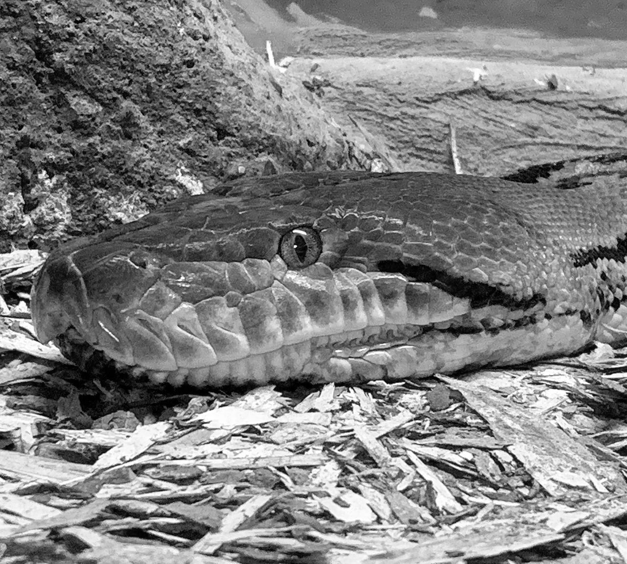 CLOSE-UP OF FISH UNDERWATER