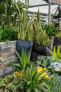 Close-up of potted plants in yard