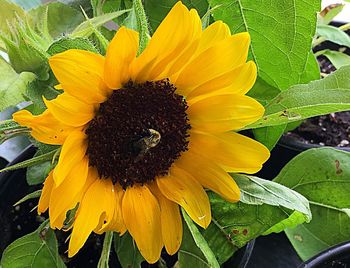 Close-up of fresh sunflower blooming outdoors