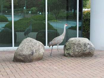 View of birds perching on rock