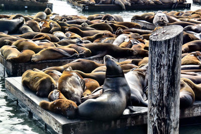 High angle view of seals resting on a pier