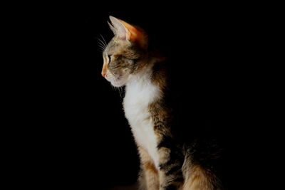 Close-up of cat looking away against black background