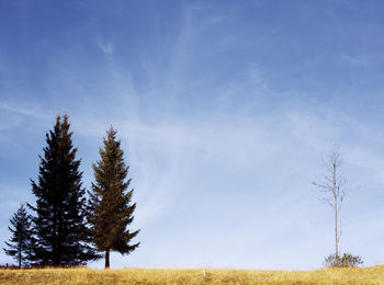 Trees on field against sky