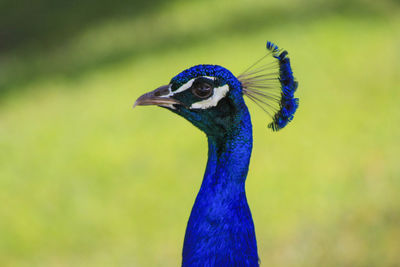 Close-up of peacock