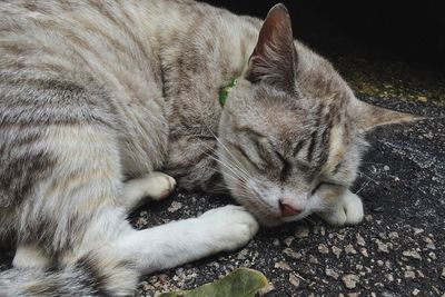 Close-up of cat sleeping