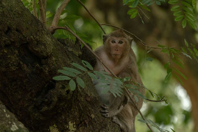 Long-tailed macaque sits on branch facing camera