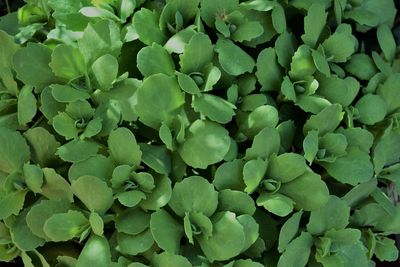 Full frame shot of fresh green plants