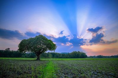 Trees on field against sky during sunset
