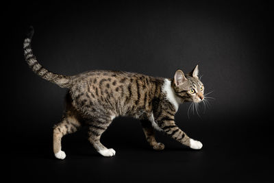 Side view of a cat looking away over black background