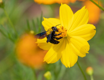 Close-up of insect on yellow flower