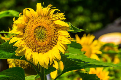 Close-up of yellow sunflower