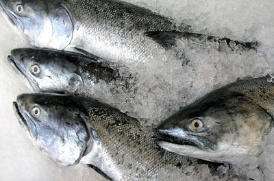 Close-up of fish for sale