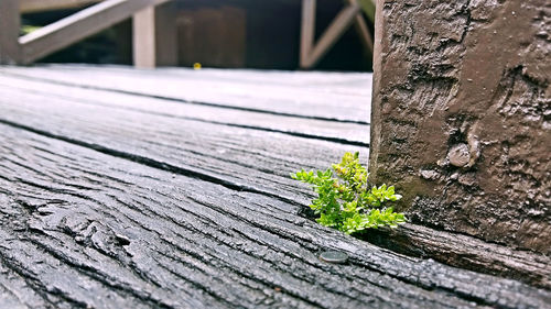 Close-up of tree trunk