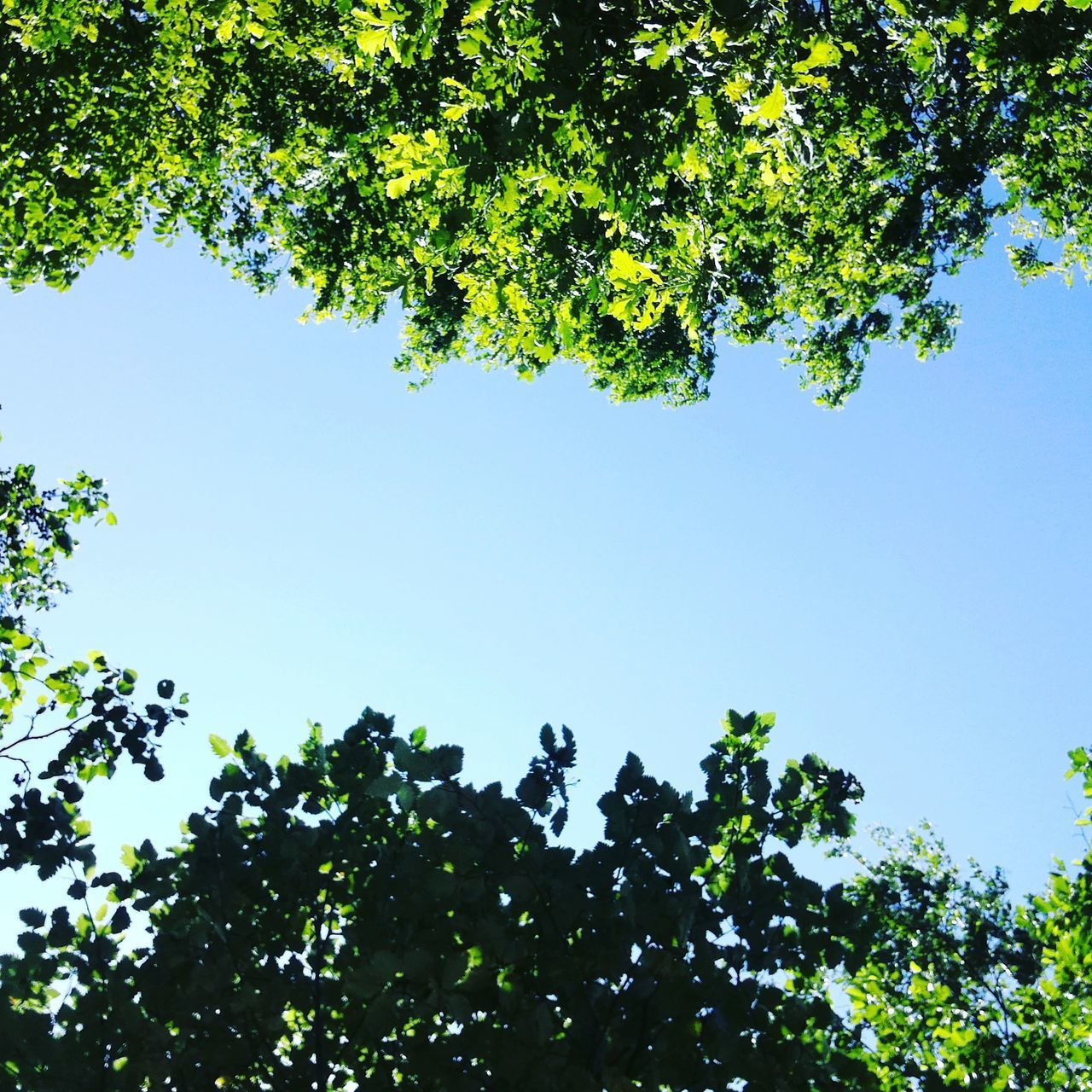 LOW ANGLE VIEW OF TREES AGAINST SKY