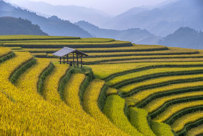 Scenic view of rice paddy