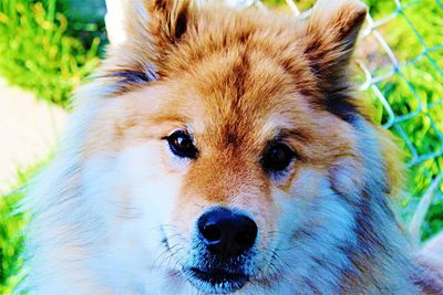 Close-up portrait of dog