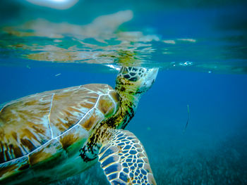 Turtle swimming in sea