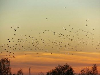Low angle view of silhouette birds flying in sky during sunset