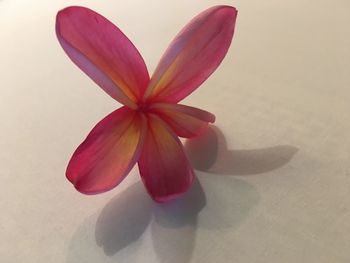 Close-up of flower against blurred background