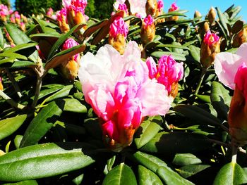 Close-up of pink flowers blooming outdoors