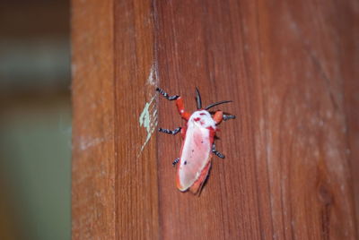 Close-up of indoors