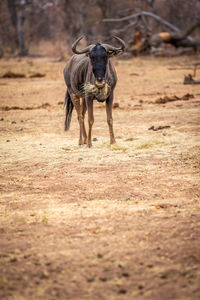 Horse running in a field