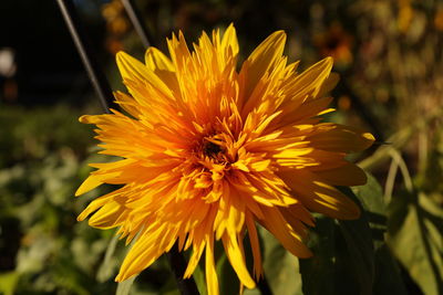 Close-up of yellow flower