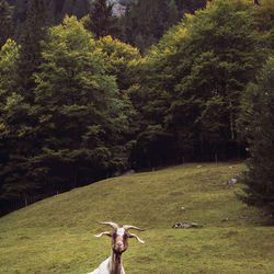 View of a horse on field