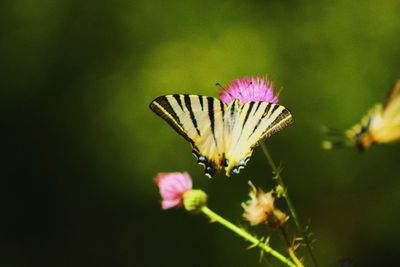 Close-up of butterfly pollinating on pink flower