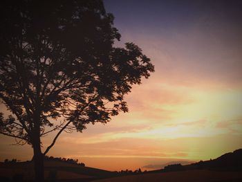 Silhouette of trees at sunset