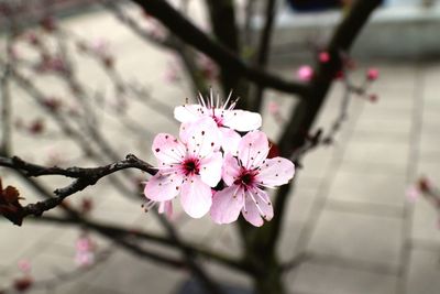 Close-up of cherry blossoms in spring