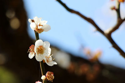 Close-up of white cherry blossoms in spring